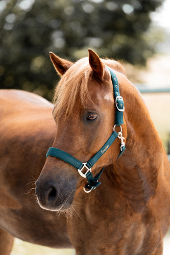 Halfter "Lieblingspony"