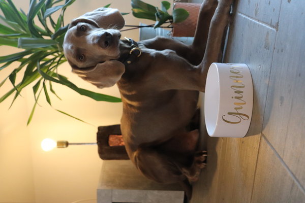 Hundenapf "Keramik individuell"